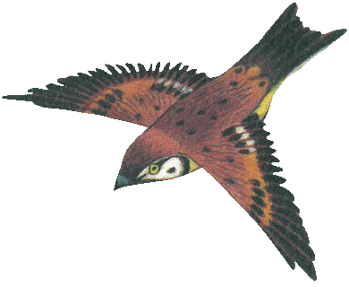 映画 少女椿 公式サイト